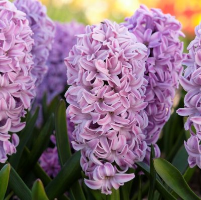 Trädgårdshyacint Hyacinthus orientalis Splendid Cornelia 5st