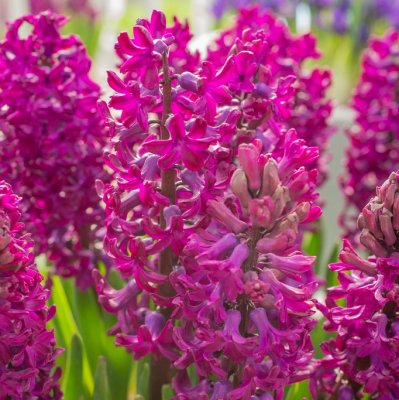 Trädgårdshyacint Hyacinthus orientalis Woodstock 5st