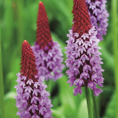 Primula vialii
