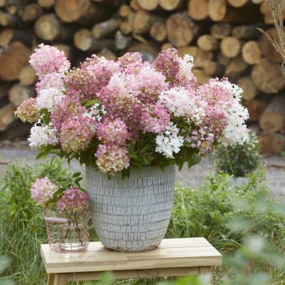 Hydrangea paniculata Groundbreaker ® Blush
