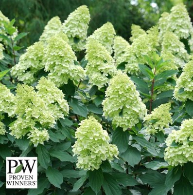 Hydrangea paniculata Limelight Prime ®, Syrénhortensia, busk C5