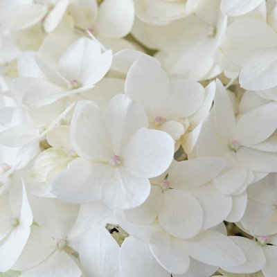 Hydrangea paniculata Magical Andes ®