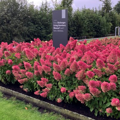 Hydrangea paniculata Living Strawberry Blossom ®