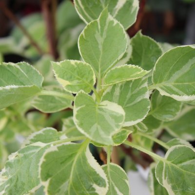Hydrangea anomala petiolaris Silver Lining