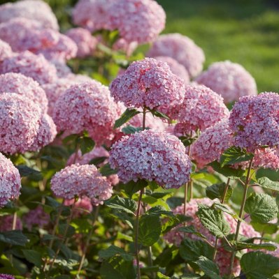 Hydrangea arborescens Sweet Annabelle ®, Vidjehortensia