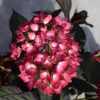 Hydrangea macrophylla Eclipse ®, Hortensia