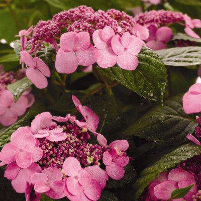 Hydrangea macrophylla Endless Summer ® Twist-n-Shout ®, Hortensia , C5