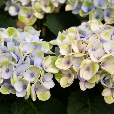 Hydrangea macrophylla Magical Four Seasons ®