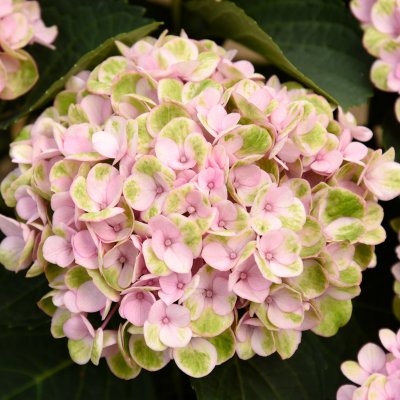 Hydrangea macrophylla Magical Four Seasons ®