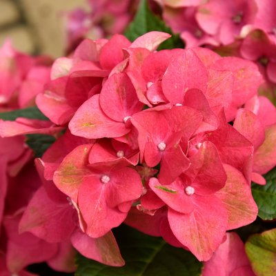 Hydrangea macrophylla Magical Four Seasons ®