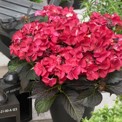 Hydrangea macrophylla Black Diamonds ® Dark Angel Red, Hortensia, C2