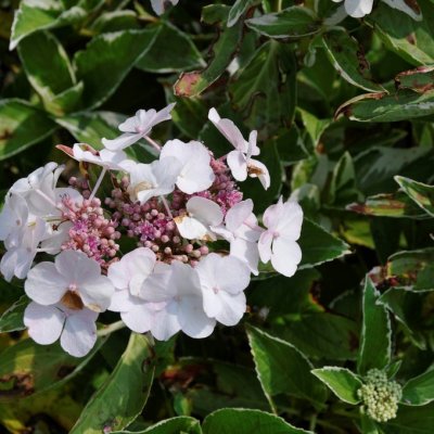 Hydrangea macrophylla Tricolor, Hortensia, 30-35 C3