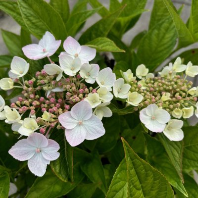 Hydrangea macrophylla x serrata Cloudi ®