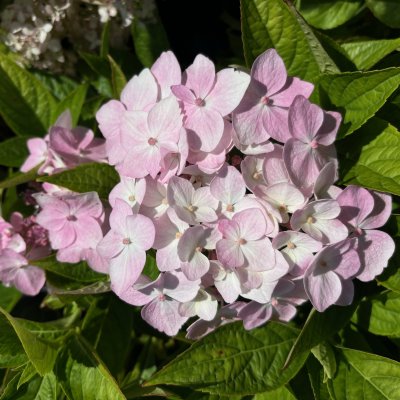 Hydrangea macrophylla x serrata Cloudi ®