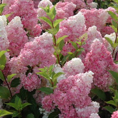 Hydrangea paniculata Vanille Fraise ®, Syrénhortensia, 90 stam co