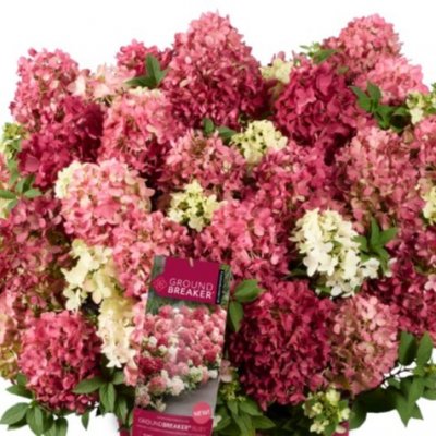 Hydrangea paniculata Groundbreaker ® Ruby