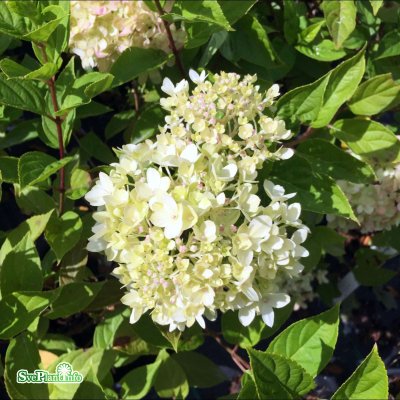 Hydrangea paniculata Little Lime ® / Jane, Syrénhortensia, C5