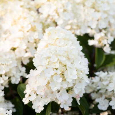 Hydrangea paniculata Living Little Blossom ®