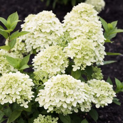 Hydrangea paniculata Living Little Passion ®