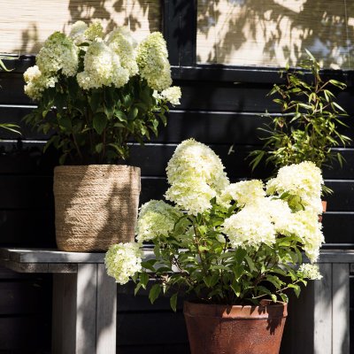 Hydrangea paniculata Living Little Passion ®