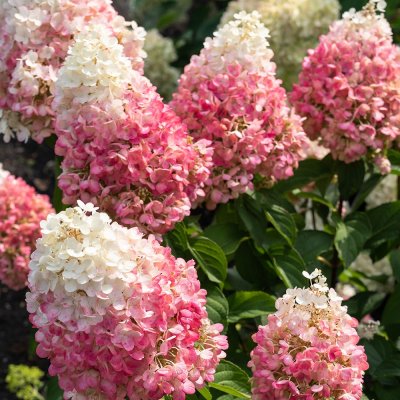 Hydrangea paniculata Living Pinky Promise ®
