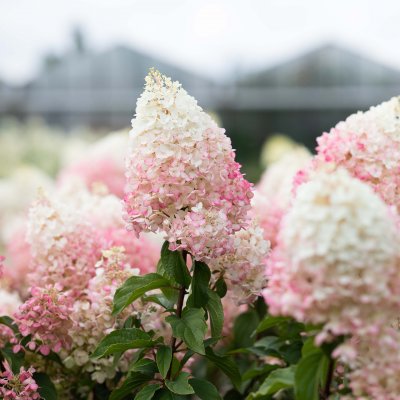 Hydrangea paniculata Living Strawberry Blossom ®