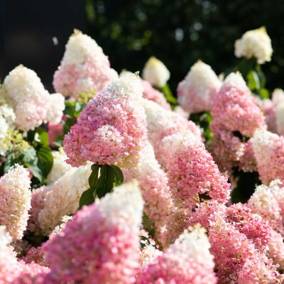 Hydrangea paniculata Living Strawberry Blossom ®