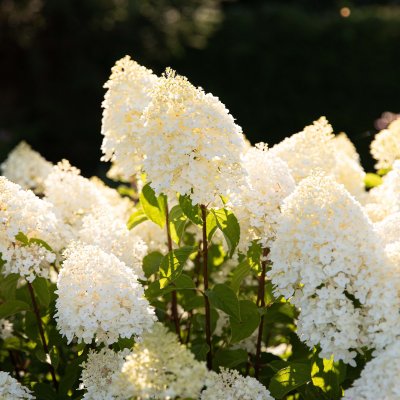 Hydrangea paniculata Living Sugar Rush ®