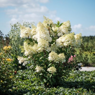 Hydrangea paniculata Magical Andes ®