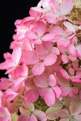 Hydrangea paniculata Magical Vesuvio ®