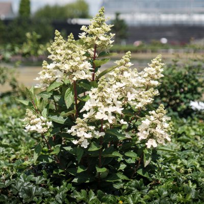 Hydrangea paniculata Magical Vesuvio ®