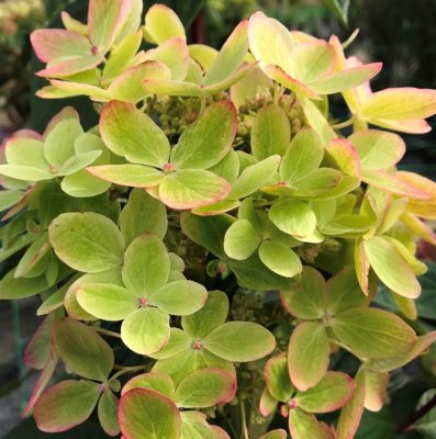 Hydrangea paniculata Pastelgreen ® (Rencolor ®), Syrénhortensia, 40-50 C3