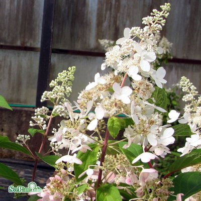 Hydrangea paniculata Pinky Winky ®, Syrénhortensia, 40-50 C3