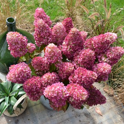 Hydrangea paniculata Redlight ®