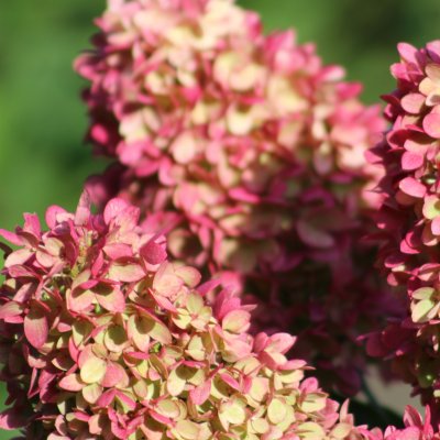 Hydrangea paniculata Redlight ®