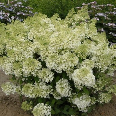 Hydrangea paniculata Bobo ®, Syrénhortensia, 30-40 C5