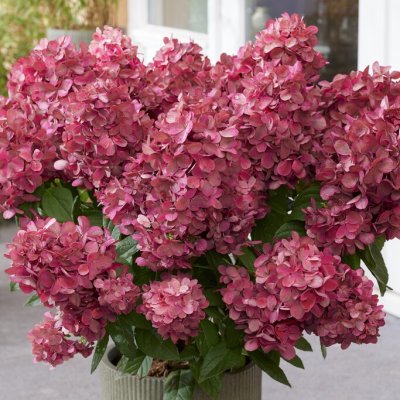 Hydrangea paniculata Bonfire ®