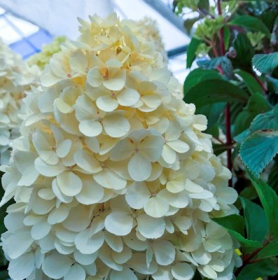 Hydrangea paniculata Candlelight ®, Syrenhortensia, C5
