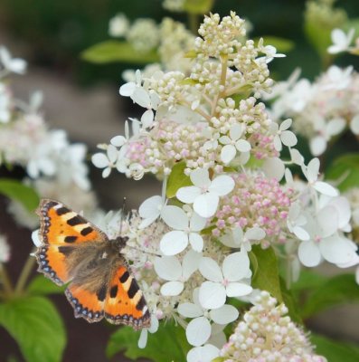 Hydrangea paniculata Confetti ®, Vipphortensia