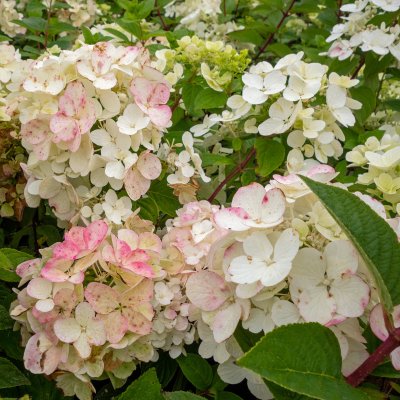 Hydrangea paniculata Diamond Rouge ® (Rendia), Syrénhortensia, C5