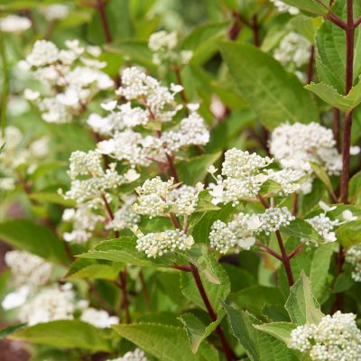 Hydrangea paniculata Early Harry ®, Syrénhortensia