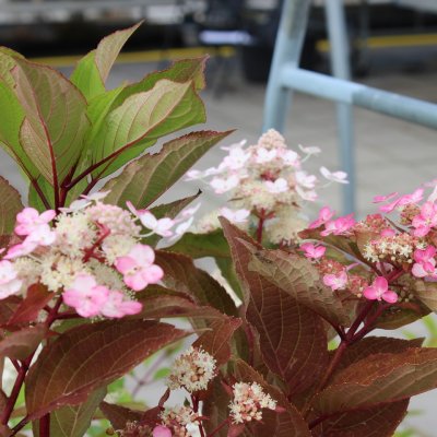 Hydrangea paniculata Early Harry ®, Syrénhortensia, 40-50 C5