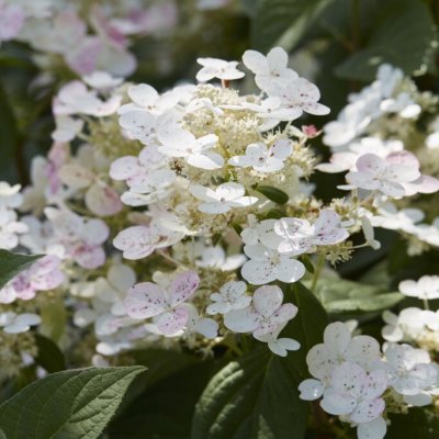 Hydrangea paniculata Early Sensation