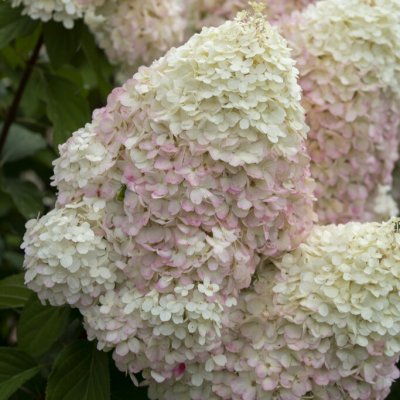 Hydrangea paniculata Graffiti