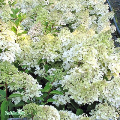 Hydrangea paniculata Grandiflora, Syrénhortensia, 120 stam C7,5