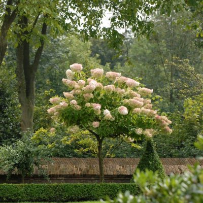 Hydrangea paniculata Grandiflora, Syrenhortensia