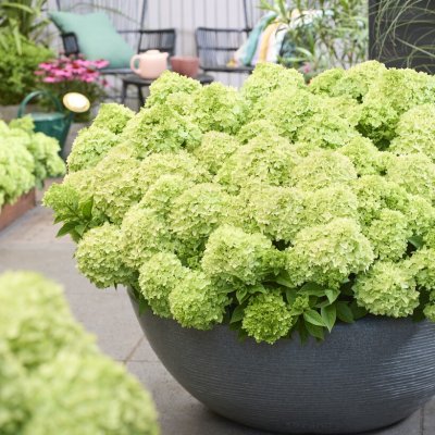 Hydrangea paniculata Groundbreaker ® Greeny
