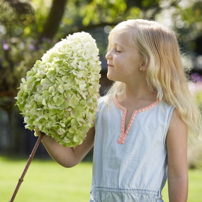 Hydrangea paniculata Hercules