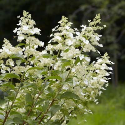 Hydrangea paniculata Kyushu, Vipphortensia