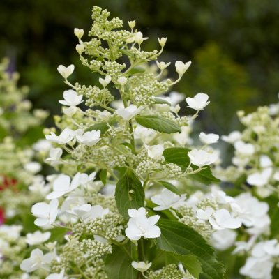Hydrangea paniculata Levana ®, Syrénhortensia